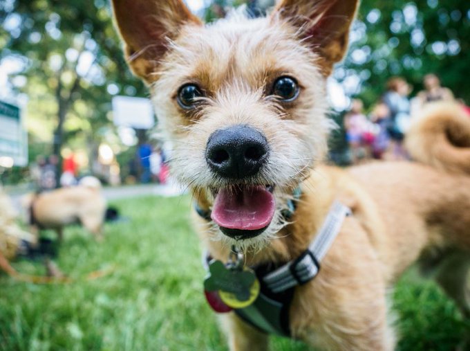 Small dog with tongue hanging out.