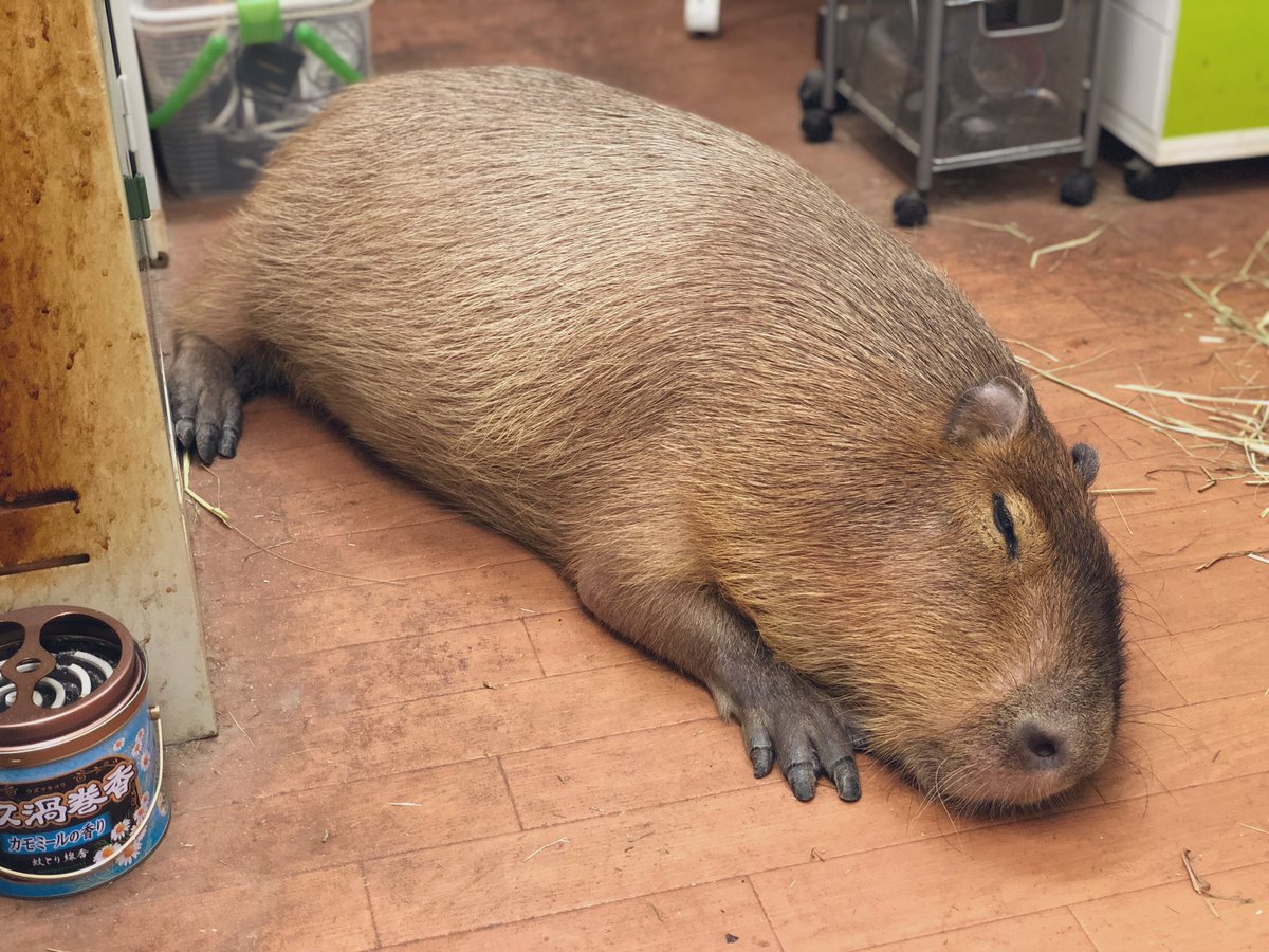 かわいい動物