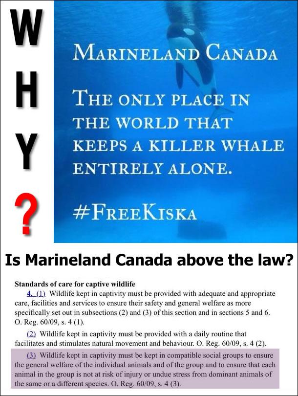 Beyond disgusting. Does <a href="/fordnation/">Doug Ford</a> <a href="/ONgov/">Ontario Government</a> <a href="/JustinTrudeau/">Justin Trudeau</a> not have an ounce of compassion for the suffering of this intelligent life dying <a href="/MarinelandCan/">Marineland Canada</a>? <a href="/RaiseUrPaw/">R.U.P (RAISE UR PAW)</a> can anything be done? A #SaveKISKA like change.org/p/prime-minist… be updated &amp; started up again? Is this still law?