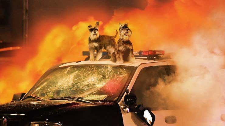 Schnauzers Rioting Outside Madison Square Garden Following Westminster Dog Show Defeat bit.ly/3cxk8Wb