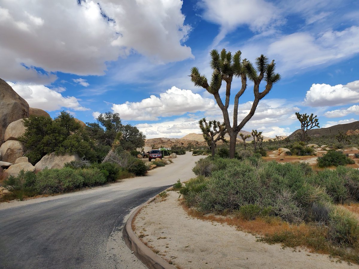 ”The beauty of the natural world lies in the details.” — Natalie Angier

#sundayreflections #joshuatree #nationalparks #nps #rvplusyou