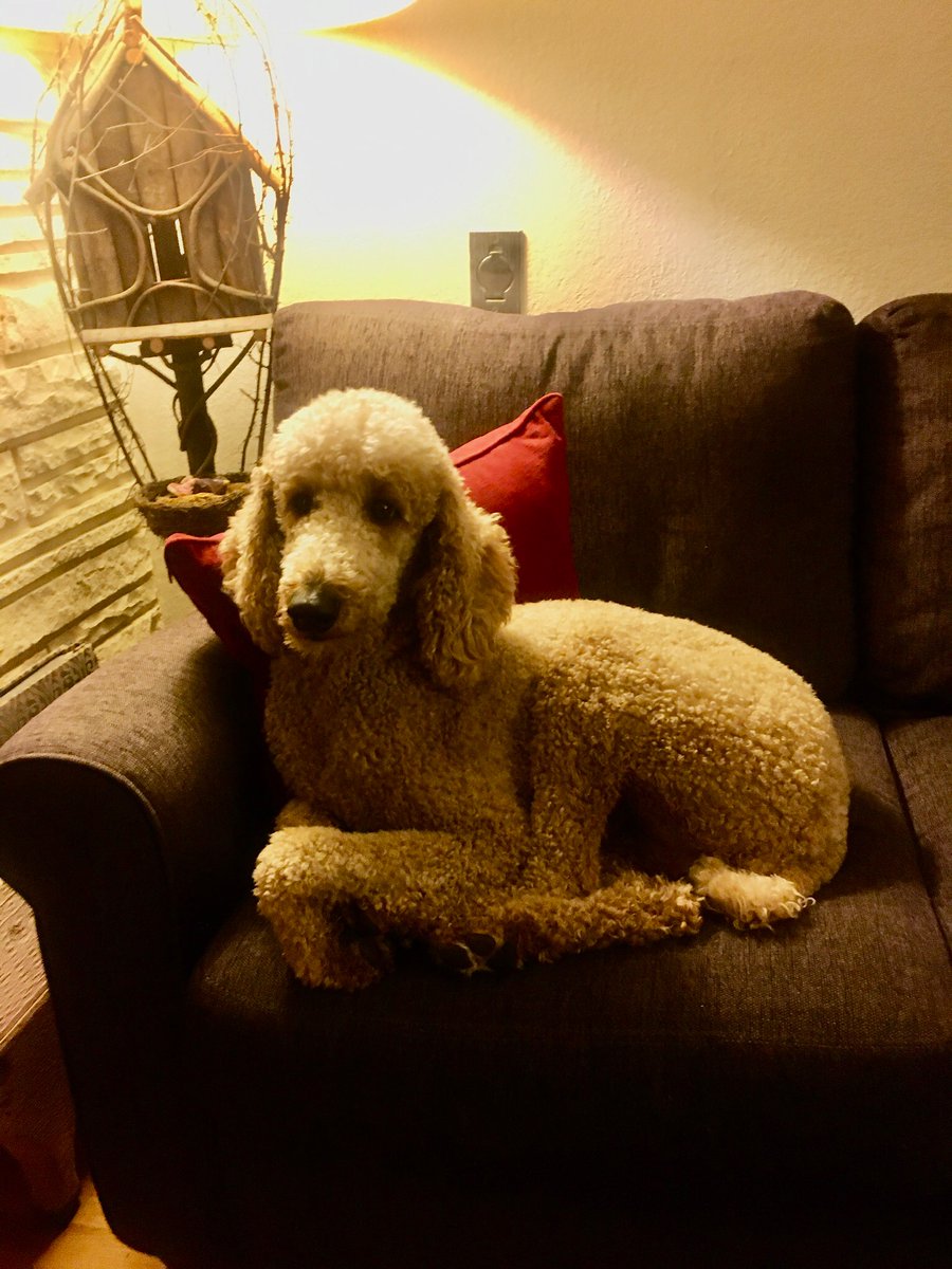 ColoradoShare's tweet photo. Lilly The Standard Poodle (Valhalla Jewel Tiger Lilly) #nytdogshow https://t.co/vp0oSOR4ep