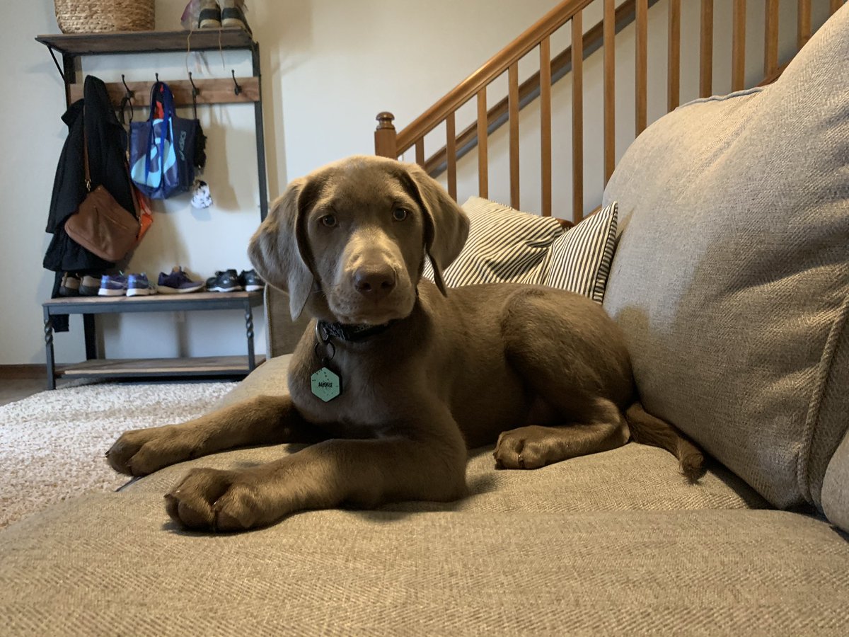 LEDuBay's tweet image. Auggie our Silver Lab pup is enjoying the @WKCDOGS #BestAtHomeContest