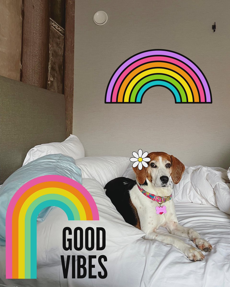 whitney_dahling's tweet photo. @sarahschauer 💕 Annie 💕 — senior rescue Treeing Walker Coonhound mix from @kyhumane 🌈🧚🏻‍♀️🌷🌿🐾 https://t.co/JsJKtwCqmb