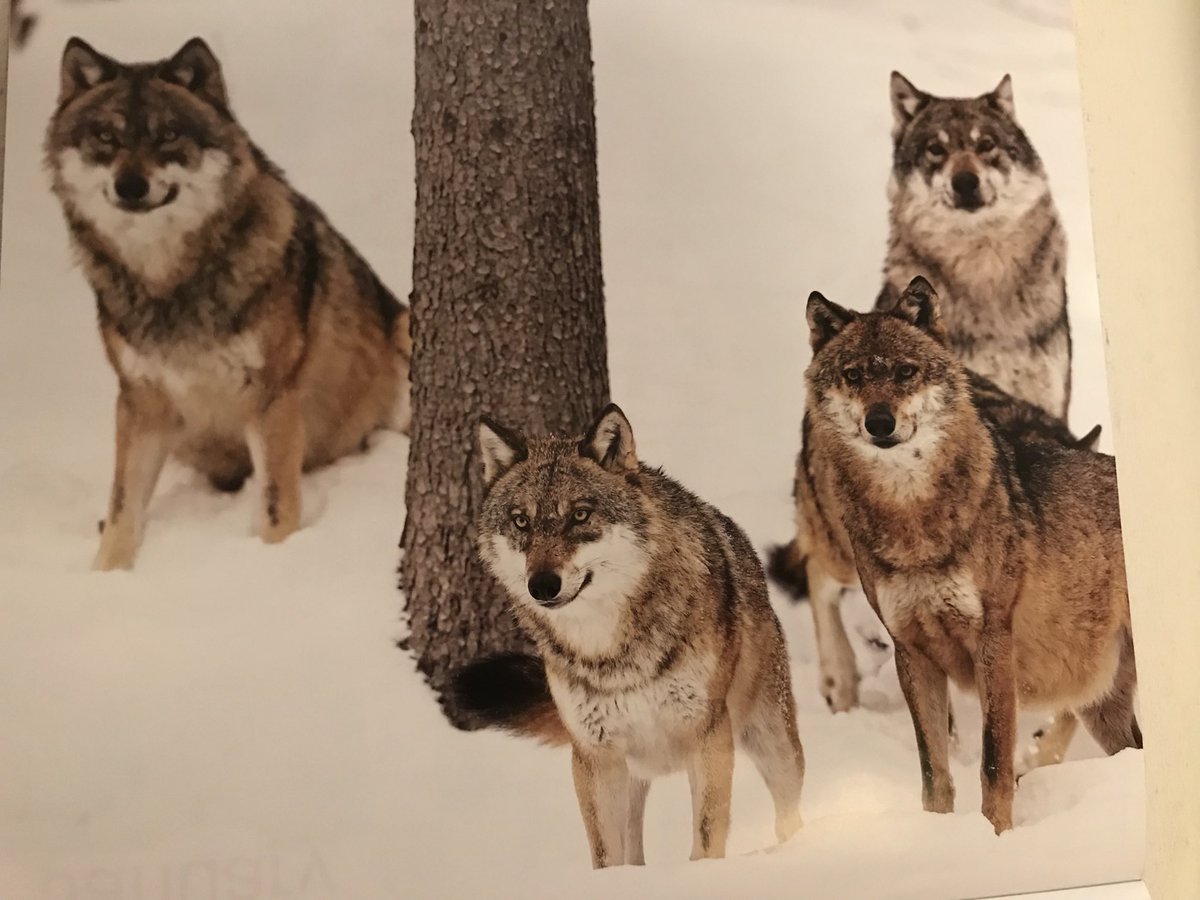 Rex Davidson tweet media