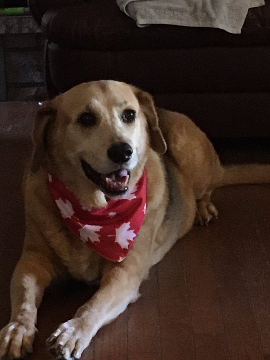 Pinkfiero's tweet photo. Our boy Rusty, loves to be loved and snuggly too! ❤️ #BestAtHomeContest https://t.co/uXSp1qOQmg