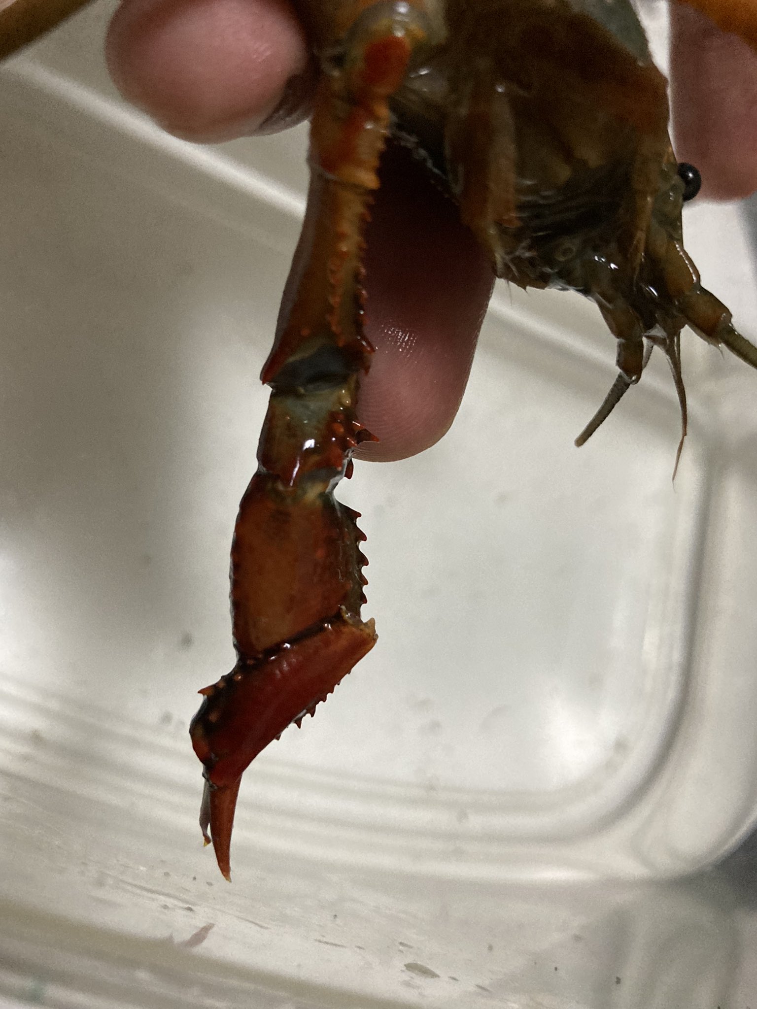 もこに 昨日採取したザリガニの爪が大変なことになってる どうやら脱皮不全っぽいけどこんな風になるのは初めて見た ザリガニ T Co Mgzc0dvhuv Twitter