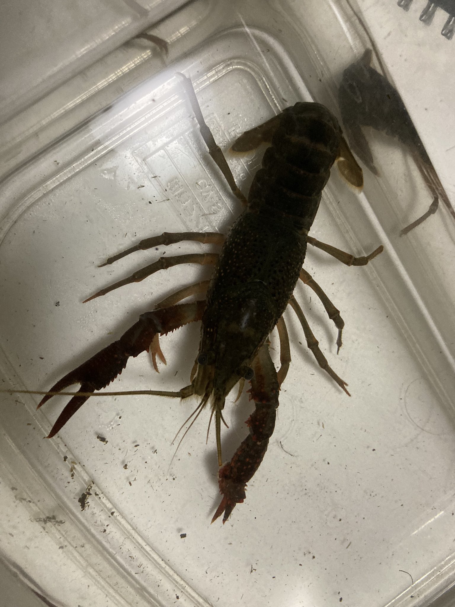 もこに 昨日採取したザリガニの爪が大変なことになってる どうやら脱皮不全っぽいけどこんな風になるのは初めて見た ザリガニ T Co Mgzc0dvhuv Twitter