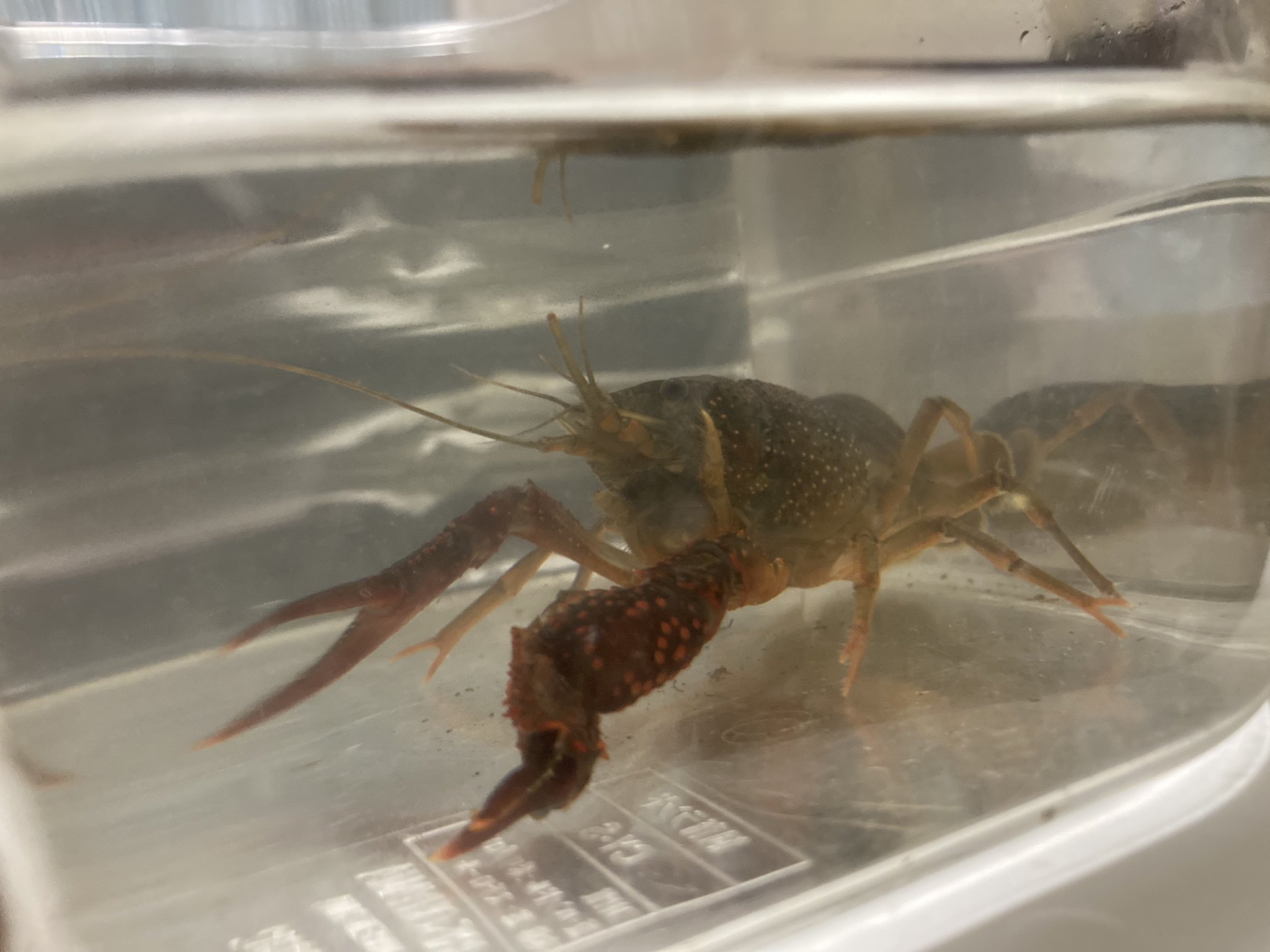 もこに 昨日採取したザリガニの爪が大変なことになってる どうやら脱皮不全っぽいけどこんな風になるのは初めて見た ザリガニ T Co Mgzc0dvhuv Twitter