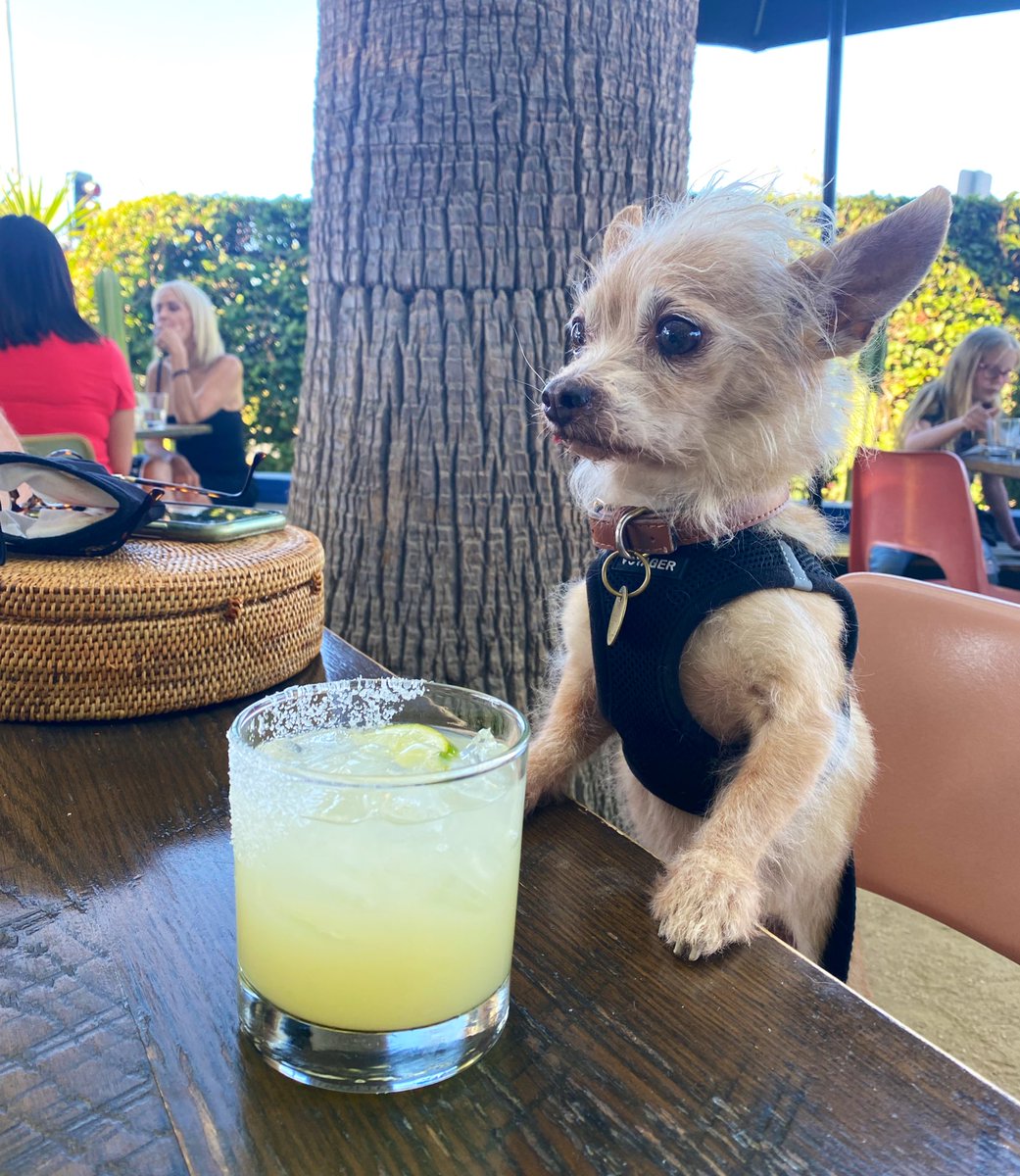 caitiedelaney's tweet photo. A dog ordering a friggin margarita… what will I think of next https://t.co/FJeIwcFL5t