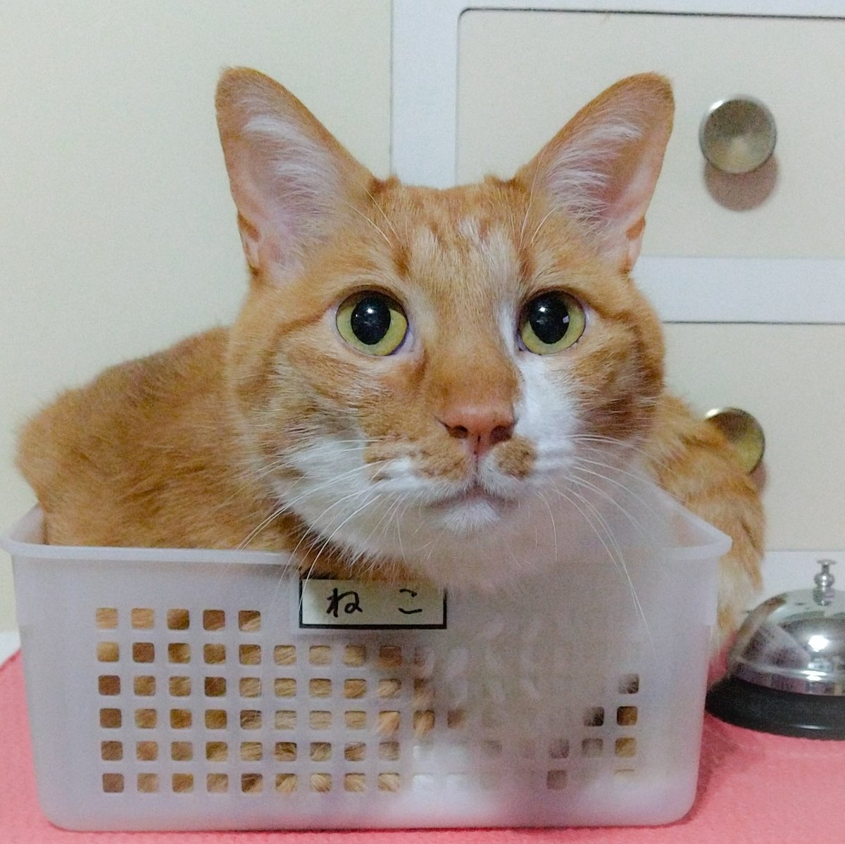 かご猫 Lang Ja Twitter Search