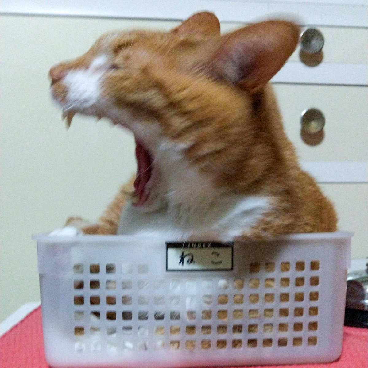 かご猫 Lang Ja Twitter Search