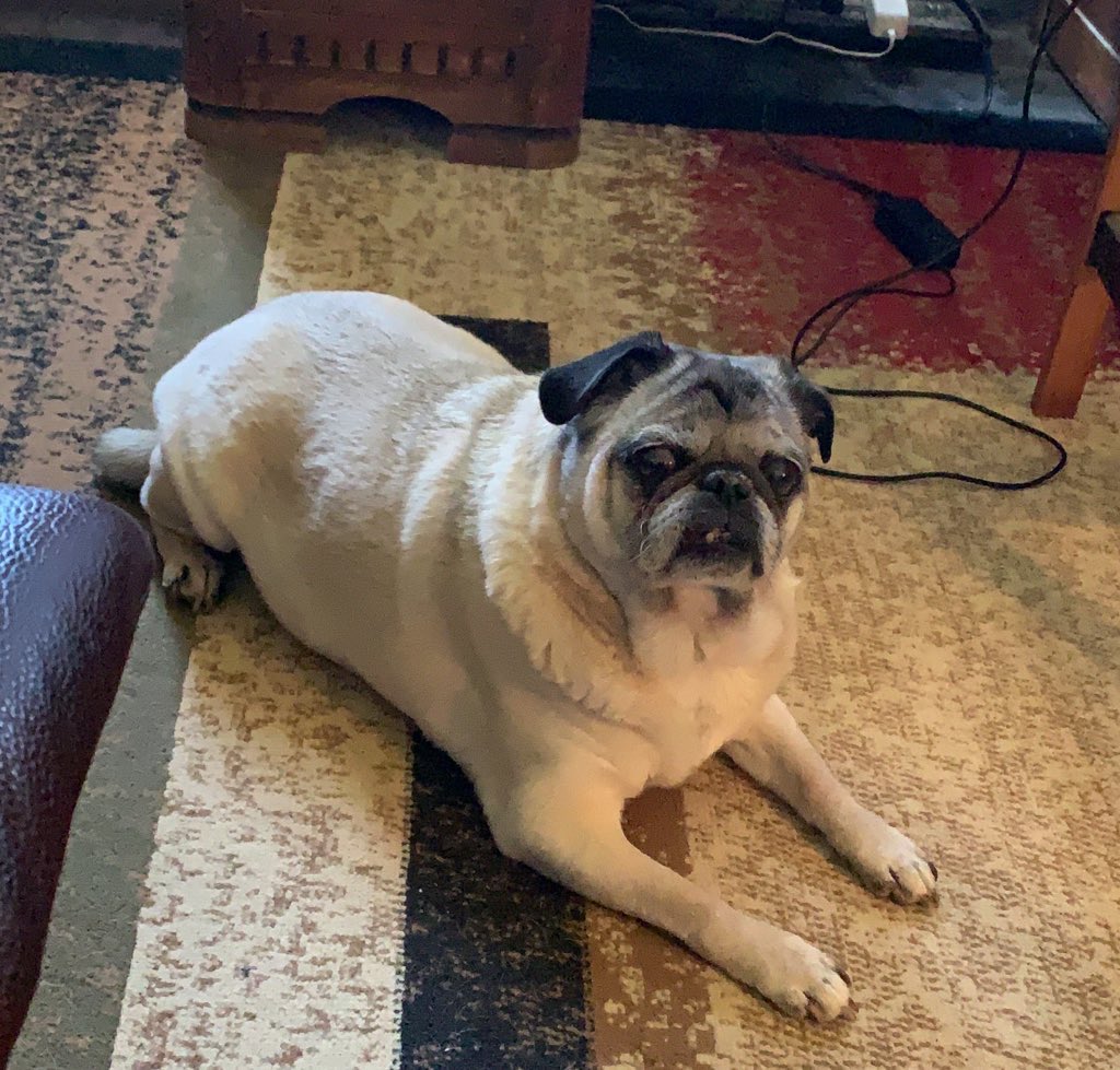 Ok Dad We will let you take our pic for some new carpet!!!#BestAtHomeContest