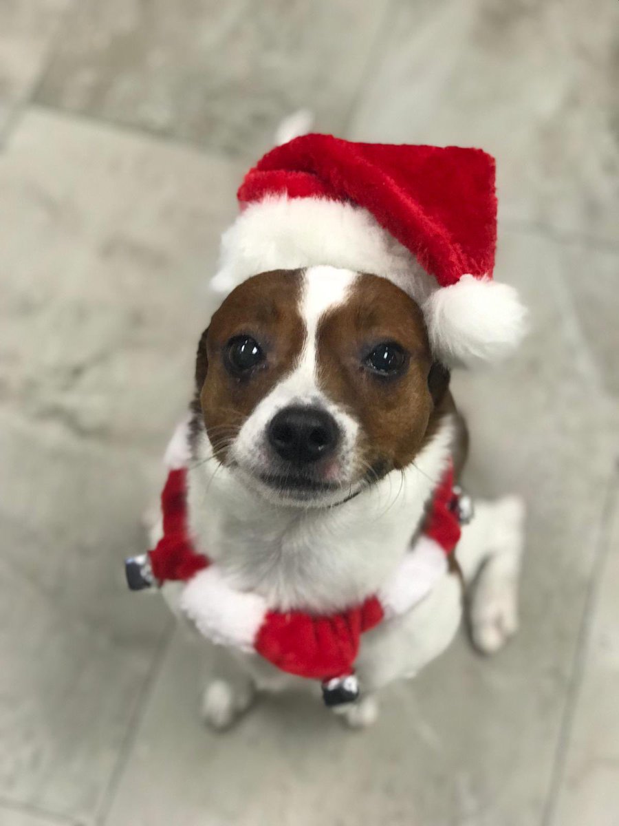 #BestAtHomeContest Bruno