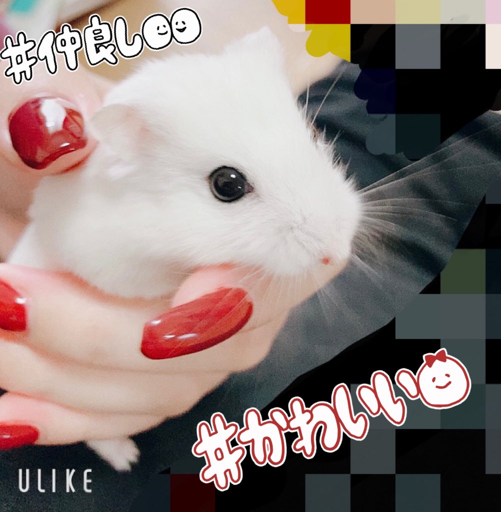 れん うちの子かわいすぎる ๑ ㅁ ๑ 私が手を差し出したら寄ってきて手に乗ってくれるんやで 愛でるしかなかろう うちの子かわいい かわいい ハムスター ハムスター好きと繋がりたい ハムスターのいる暮らし れん うちの子かわいすぎる ๑ ㅁ ๑ 私が手を差し出したら寄ってきて手に乗ってくれるんやで 愛でるしかなかろう うちの子かわいい かわいい ハムスター ハムスター好きと繋がりたい ハムスターのいる暮らし