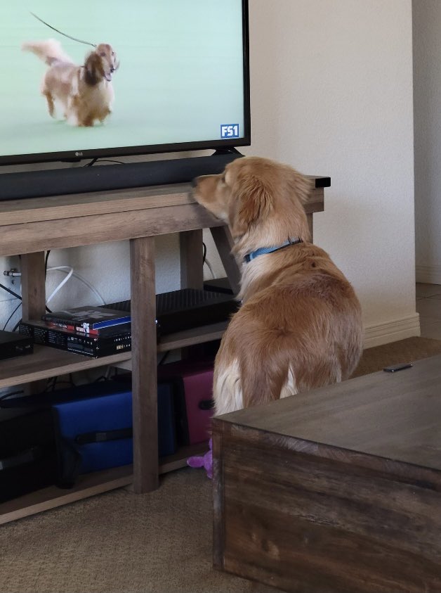 Doc Holliday watching the Westminster Dog Show #bestathome <a href="/WKCDOGS/">Westminster Kennel Club</a>