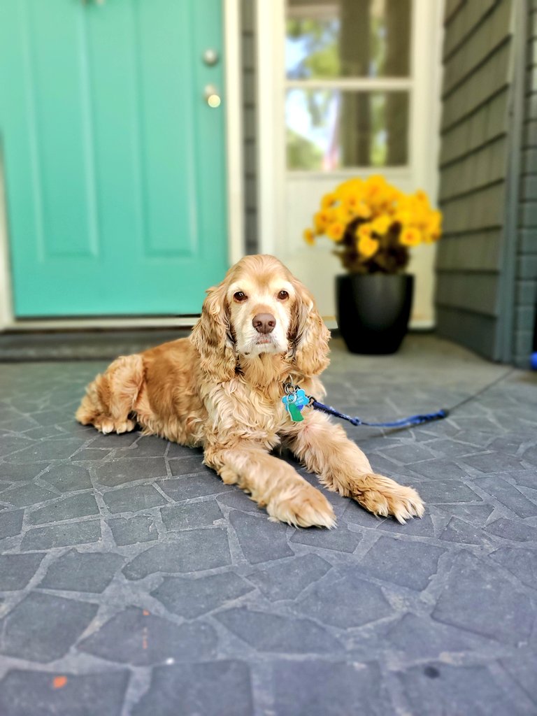 My best in show, all day every day. ❤ #BestAtHomeContest #WestminsterDogShow