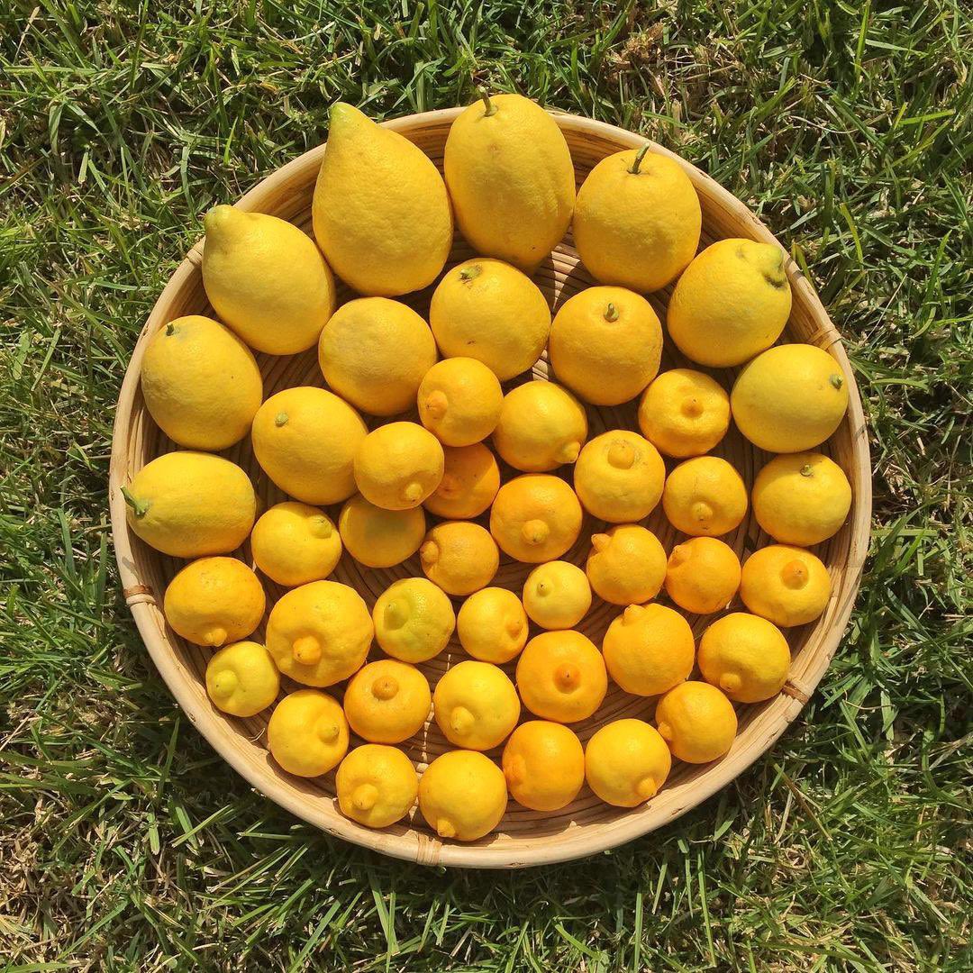 FairmontRPM's tweet image. With a generous scent that can be bitter and sweet at the same time, beldi lemon is an essential ingredient in Marrakchi cuisine 🍋 

#ALLFbladna #AccorSolidarity #ALLfood #REtravelWithALL #CitronBeldi #BeldiLemon #Fairmont #FairmontHotels #FairmontMarrakech #Marrakech #Morocco