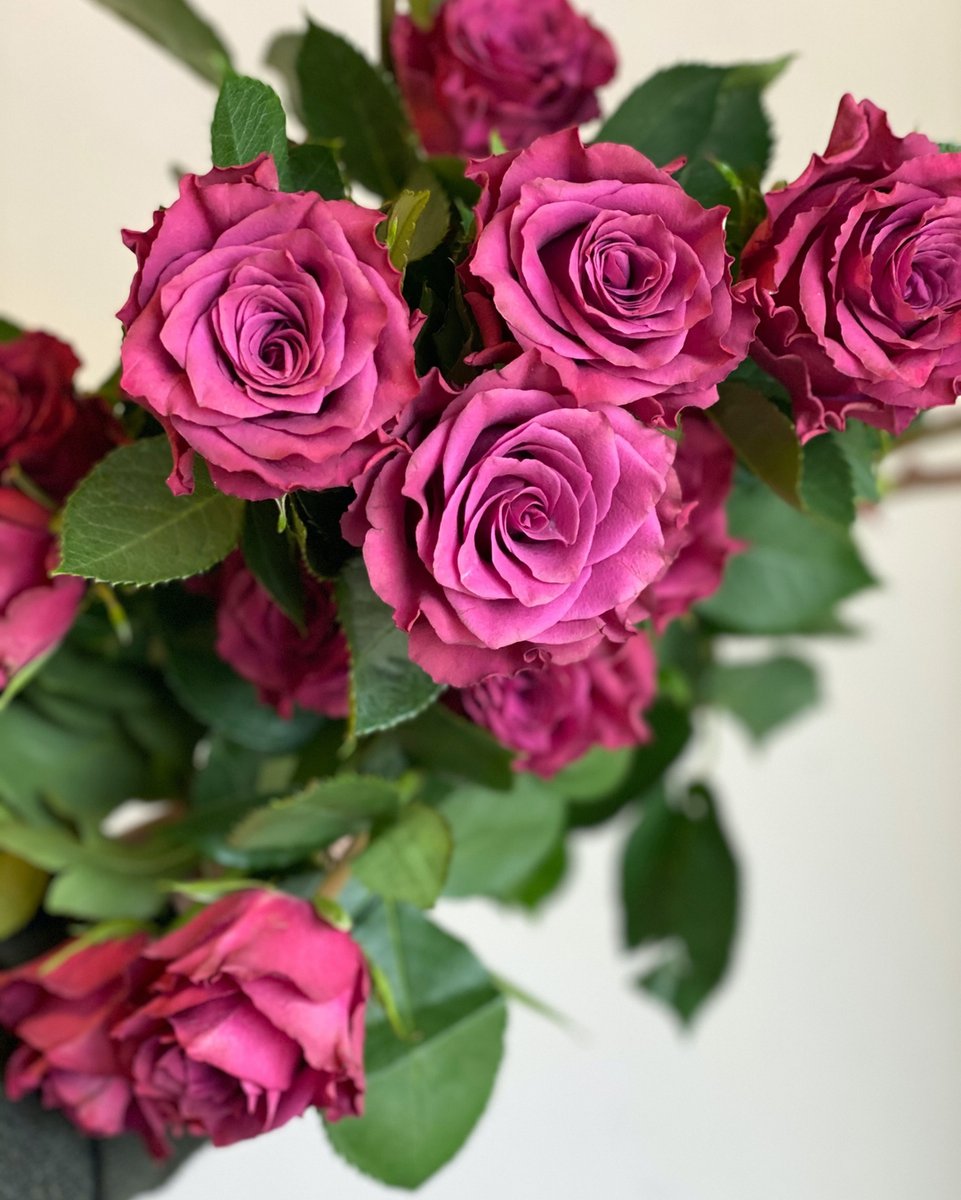 Ascot Roses.  Can we talk about how gorgeous this color is?  A perfect plummy purple, and the inspiration for our wedding this past weekend.  Anyone else a fan?  #ascotrose #purple #plum #fiftyshadesofpurple #roses #floralportrait #flowergram #weddingflowers #helenoliviaflowers
