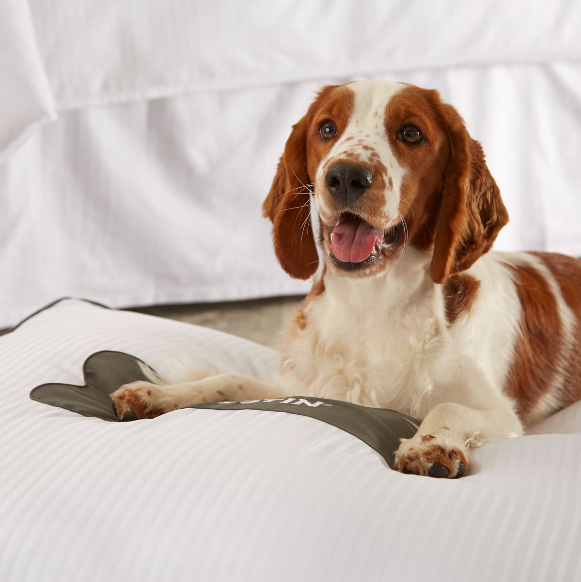 At the Westin Long Beach, every day is Take Your Dog to Work Day --especially today!