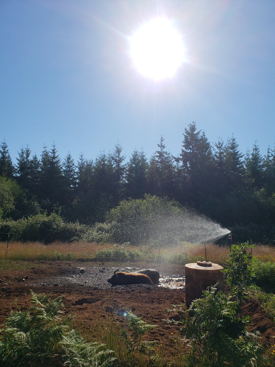 99F at 9am, 117 in the forecast. Sprinkler party at the hog farm. It's days like these that make me question our commitment to "pasture-raised" but I'm confident that our animals are comfortable despite the extreme conditions. More work than turning on some fans in a barn though.