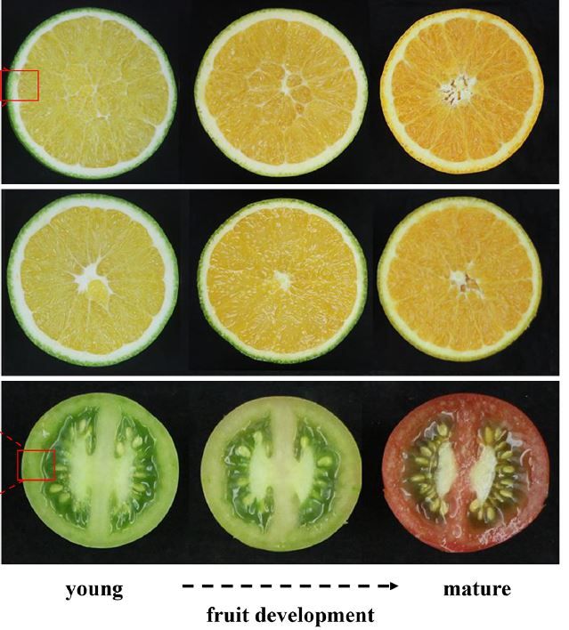 PlantPhys's tweet image. Regulation of carotenoid and chlorophyll pools in hesperidia, anatomically unique fruits found only in Citrus #PlantSci #FruitDevelopment buff.ly/3y0E0t8