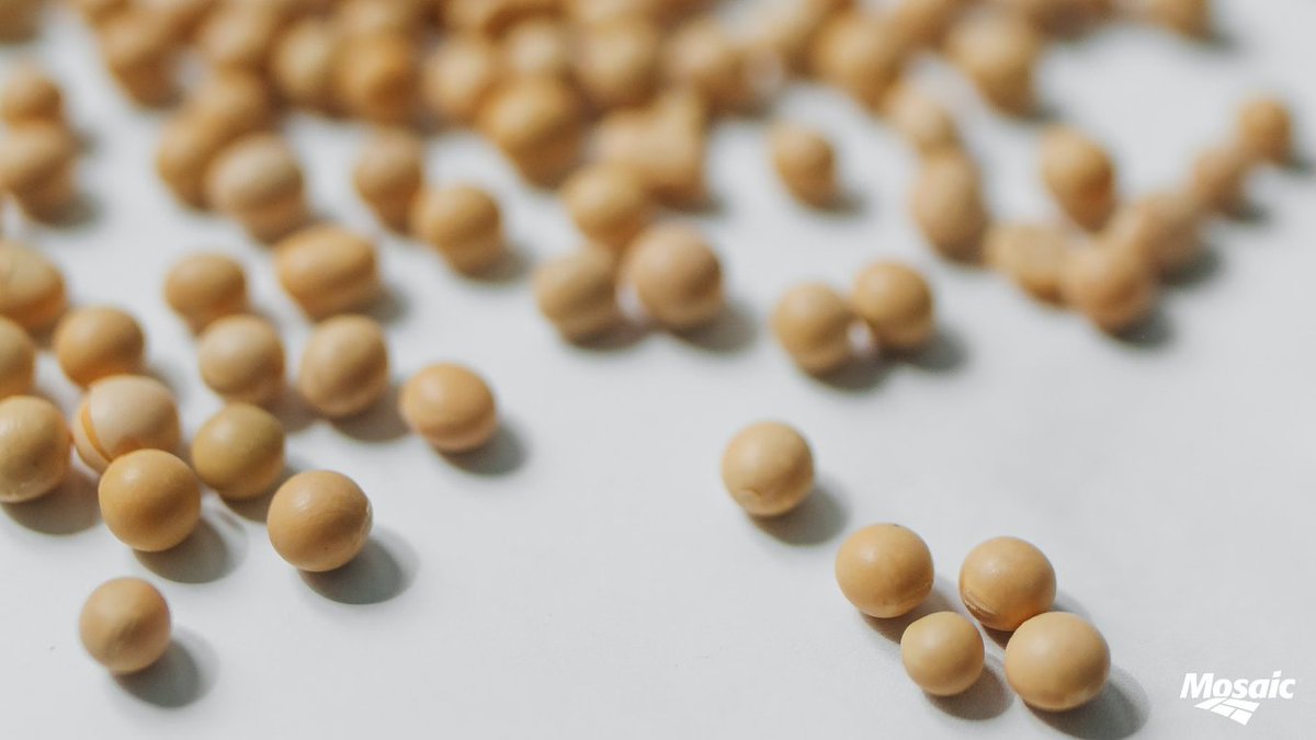 соя георгия. группа агротерра компаний. соя 20. соэ метод вестергрена норма у женщин. Dukkakli o'simliklar.