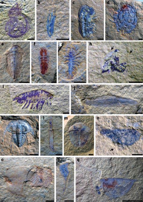 FossilDetective's tweet photo. This paper by researchers including @JulienKimmig is a very exciting discovery of a wide diversity of juvenile Cambrian organisms. The knowledge we will gain about how these early creatures grew and developed is going to be amazing.

https://t.co/l23CgmTWhn https://t.co/DPp36muGOJ