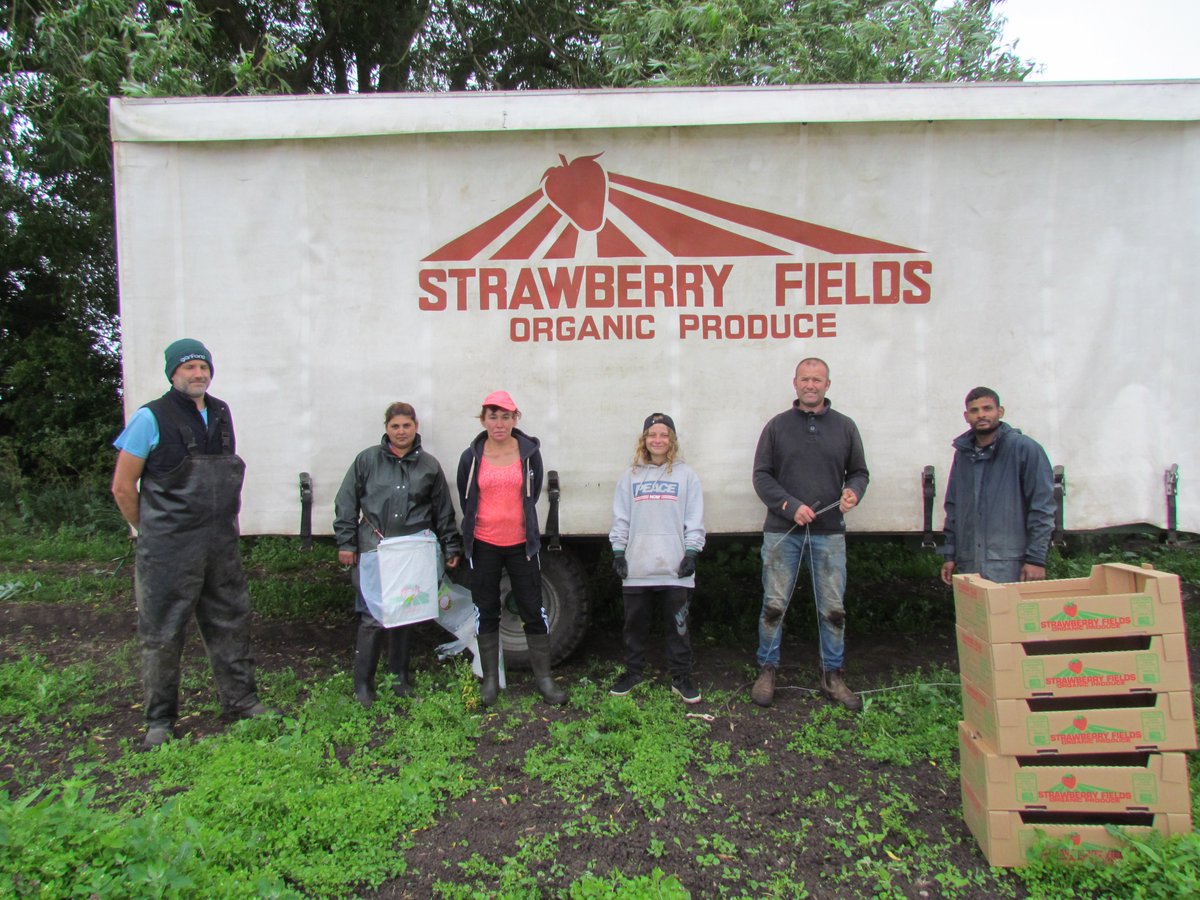 Strawberry Fields tweet media