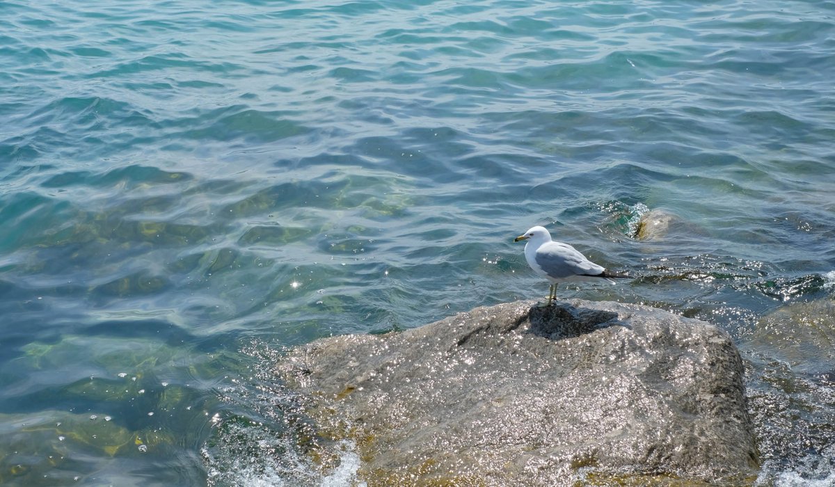 ILINSeaGrant's tweet photo. We're funding 9 new research projects through our Sea Grant Scholars program, including work from faculty at @NIUCEET,  @CEEatIllinois, &amp; @IITEngineering. Learn about a few of the projects: https://t.co/5oS54aDRJc #SeaGrantFunded https://t.co/xbdyKDvOha
