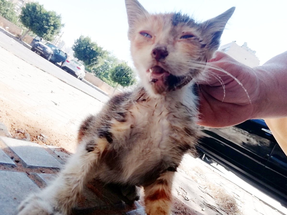 Those are the cases I deal with on daily basis, I feed 100 daily, and again, it's becoming difficult to even afford the food. It's becoming catastophic here in Lebanon . Help me build or buy a shelter <a href="/Cristiano/">Cristiano Ronaldo</a> <a href="/JCVD/">Jean-Claude Van Damme</a> <a href="/MileyCyrus/">Miley Cyrus</a> <a href="/rickygervais/">Ricky Gervais</a> <a href="/LeoDiCaprio/">Leonardo DiCaprio</a> <a href="/KhaledAlwaleed/">خالد بن الوليد Khaled Alwaleed</a>