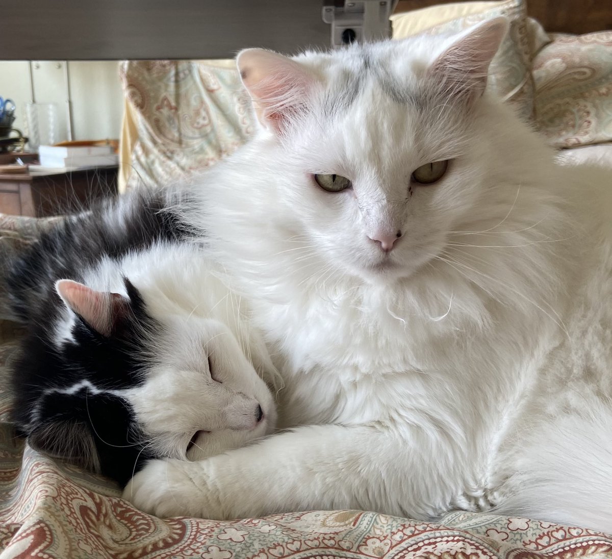 ceceandpearl1's tweet image. Do not bother me while I give CeCe her morning bath

#spavisit #cats #CatsOfTwitter