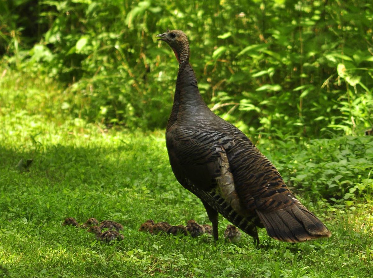 It’s a wild turkey nest! Hens hide within brush, incubating the eggs for 28 days. Turkey poults are on the move in no time, ready to follow their mother within 2 days of hatching. Their small flock will join others creating bands of young turkeys accompanied by 2-3 adult hens.