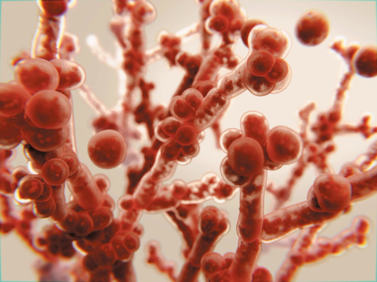 JournalofDerma1's tweet photo. Human body is exposed to various environmental actors, from viruses to bacteria to fungi, but most of these organisms provoke little or no response from our skin, which is charged with monitoring and protecting from external dangers #medtwitter #dermtwitter #STEM #ressearch https://t.co/lvZ0hfSnpG