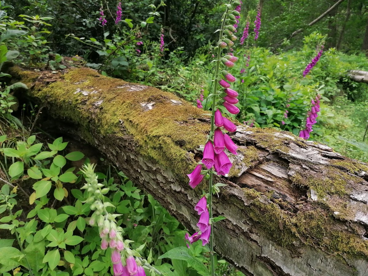 AliWilson76's tweet photo. Woodland walk @MerristWood #mwphotowalk https://t.co/oaE3OdTD6f