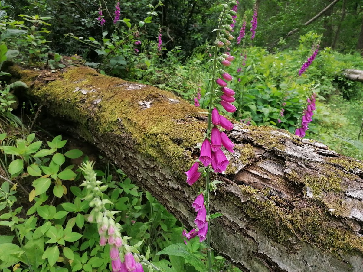 Woodland walk @MerristWood #mwphotowalk