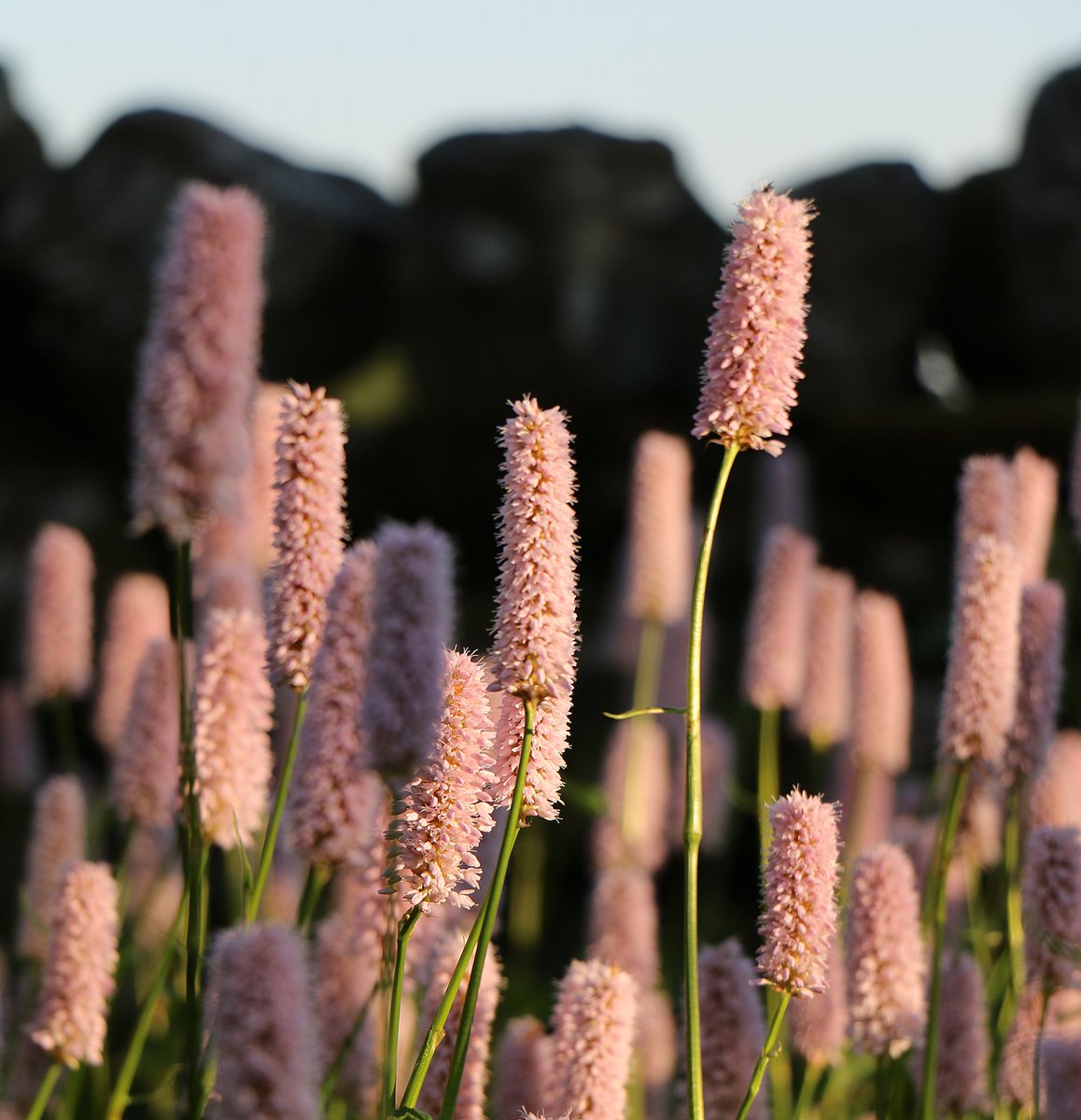 Persicaria bistorta ‘Superba’ in the low sun of a long June evening.

#gardenshour #scottishgarden