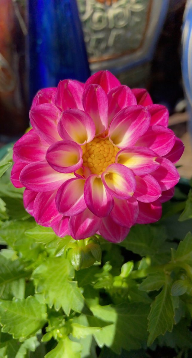 Always handy when the weekend gardening is useful for work 🌺
#gardening #Flowers #flowersandplants #eyfs