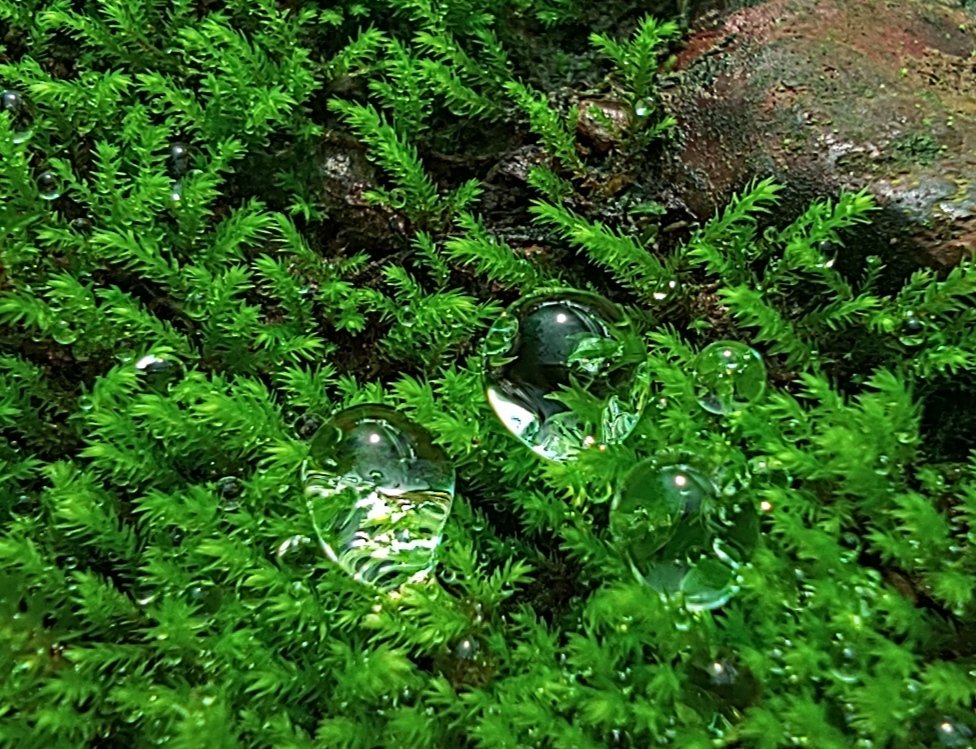 NijasureP's tweet photo. During monsoon we get to see nature's green carpet all around. Grass and other green vegetation grows on soil whereas on rocky areas along with grass, moss is seen growing. #monsoonmagic #mossmagic #Bryophyta https://t.co/uemHJ6akWB