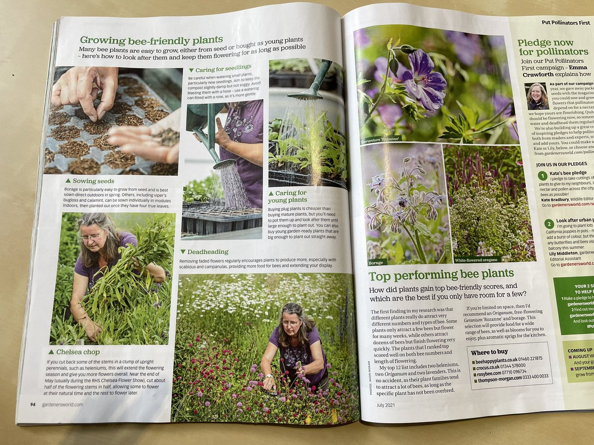 rosybeeplants's tweet photo. Yay! This is me in Julyβs @GWmag talking about our six year research on the best plants for bees. We still have plants in stock at https://t.co/OlOVukQ7uq #plantsforbees #PutPollinatorsFirst #GardenersWorld https://t.co/pqd7QLvhRm