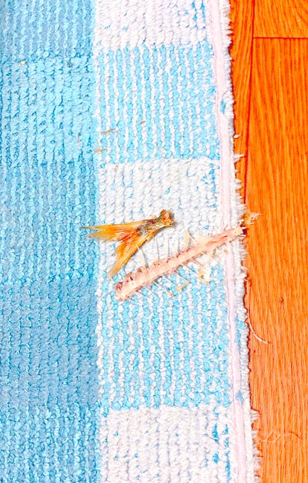 コラ!!犯人コラ!!!! 