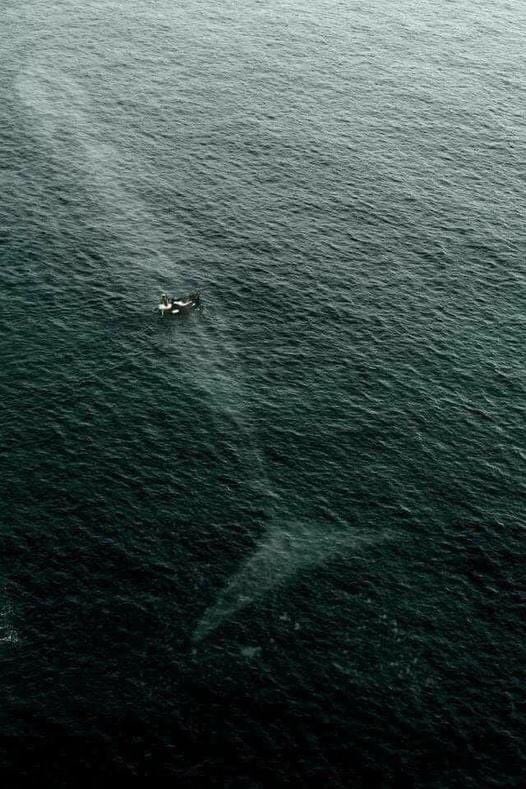 A blue whale going under a fishing boat in Booth Bay Harbor, Maine.
