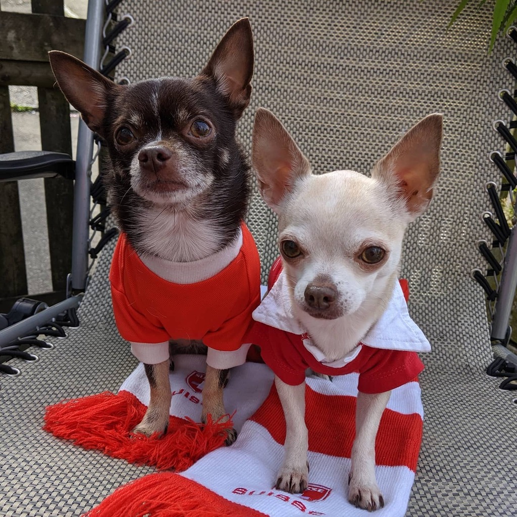 BaslerMeitli's tweet photo. Hopp Schwiz - hüt bitte au mit 🔥
#FRASUI #euro2020 #swisschihuahua #hoppschwiiz #schwizernati #chihuahuasofinstagram #swissfootball #swisssupporters #swissfan #swissfootballfans #weloveschwizernati #goboys #natimiteuch https://t.co/NCma9HK6FF https://t.co/hlBTBIKeFu
