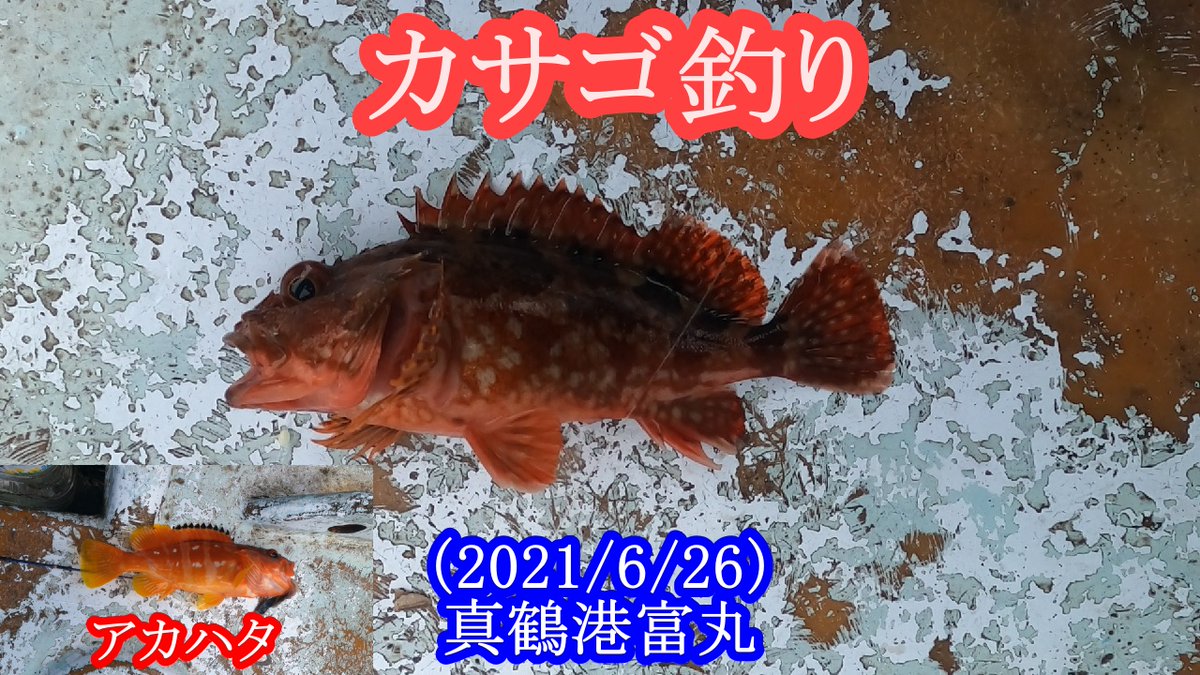 カサゴ釣り カサゴ釣り