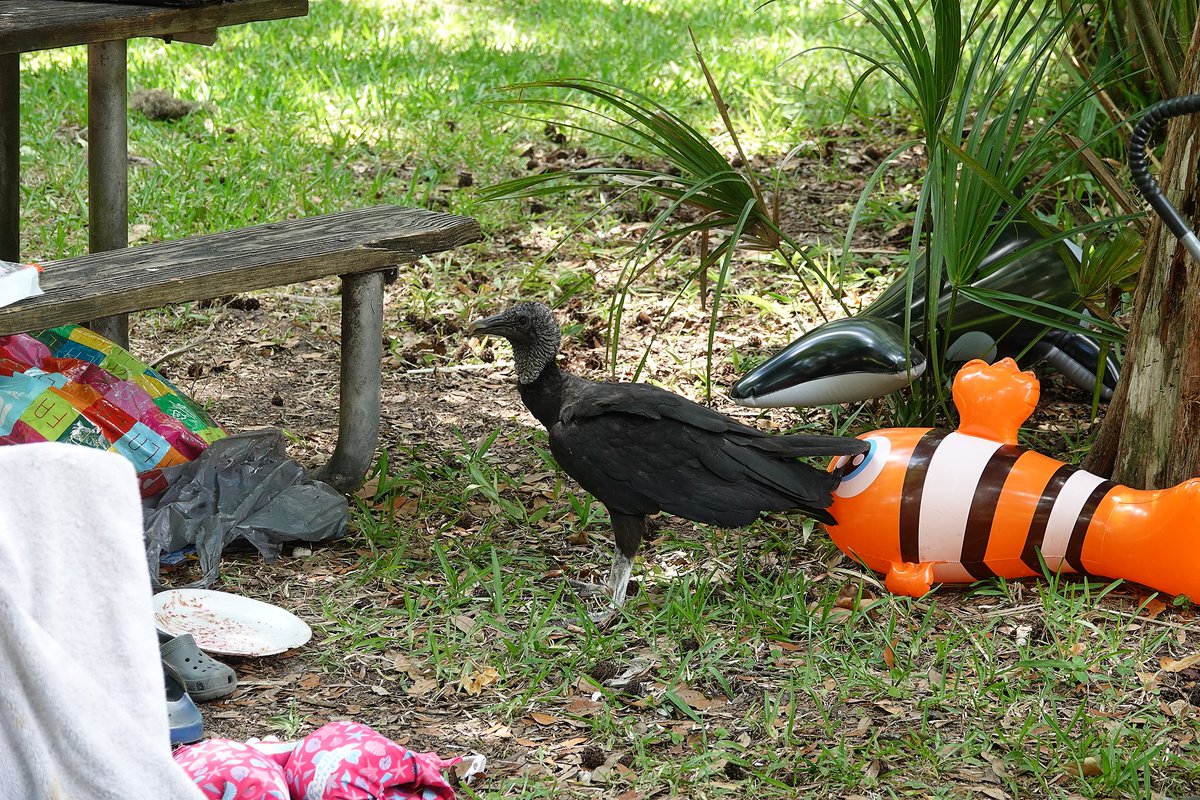 NFinFlorida's tweet photo. Don't be a BUZZ-kill.
We noticed a flock of naughty buzzards at #SaltSprings who have taken advantage of unattended food at picnic tables for some "fast food." ๐๐ฆ
Prevent your meal from being a to-go order, place food in a cooler or a bear-proof container BEFORE swimming! https://t.co/EoSKC2j6vy