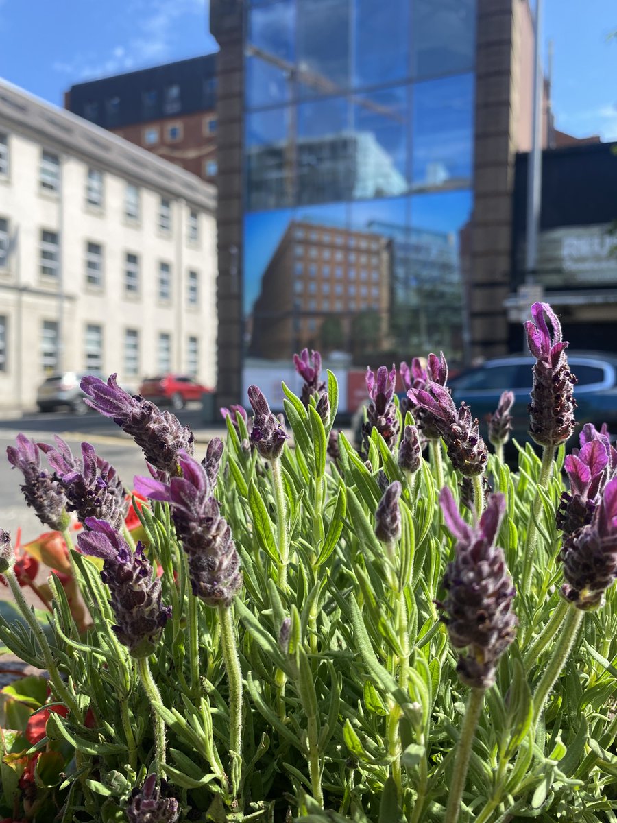 Linen Quarter BID tweet media