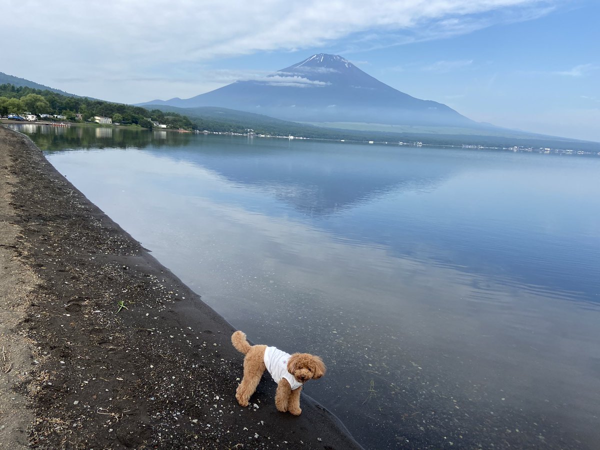 elchamolife's tweet photo. 週末は台風を気にしつつ、山中湖キャンプへ🏕
思いがけず逆さ富士に出会えた😭
感動〜✨⭐️✨✨⭐️✨🗻
#チャモ散歩　#逆さ富士　#犬のいるくらし　#山中湖　#lakeyamanaka #富士山　#mtfuji #感動　#この後湖の水をがぶ飲みしました🐶 https://t.co/pk9hIuOsIZ