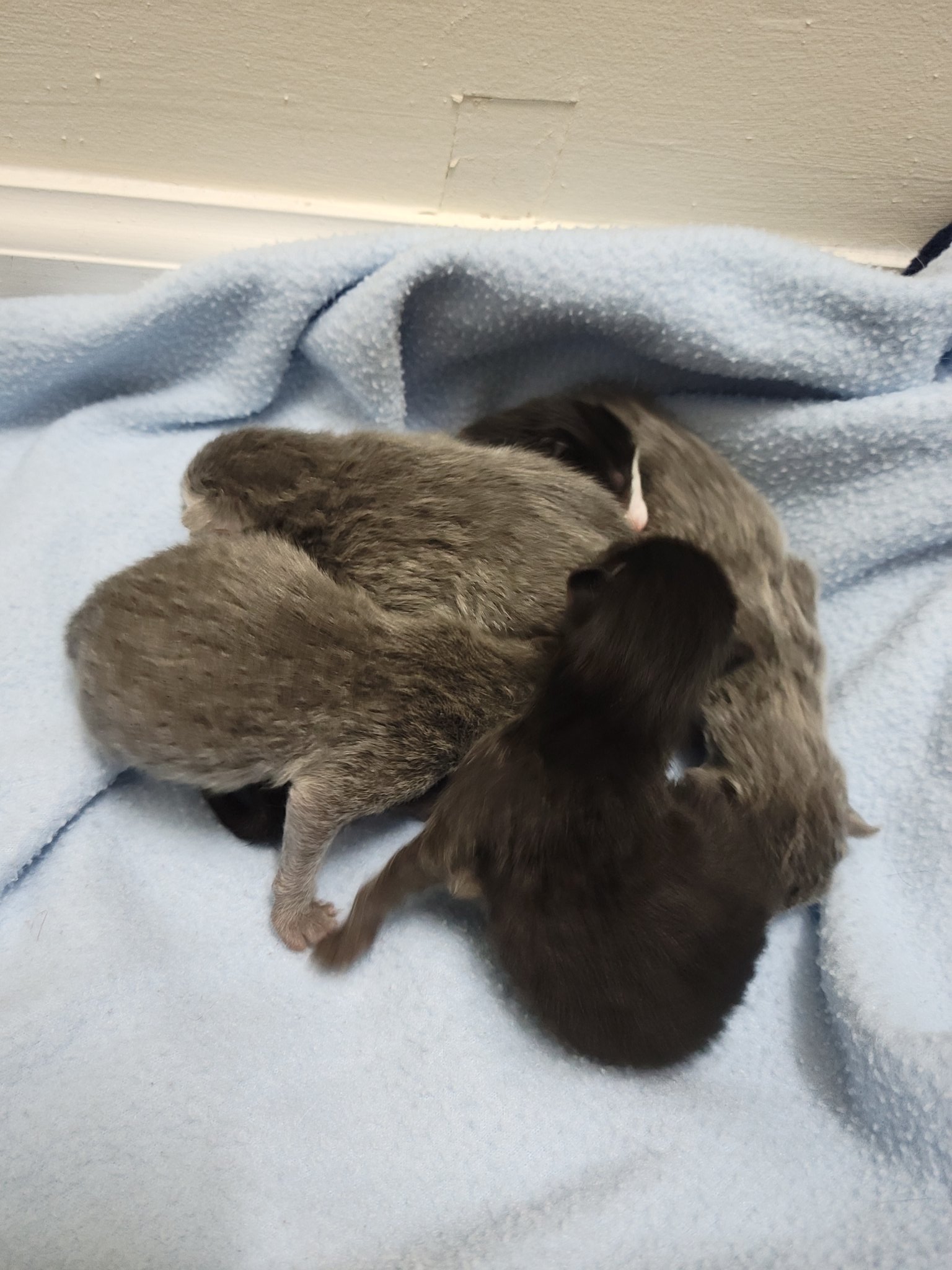 Woke to babies this morning! Mama did great! ❤❤ #kittens #KittenWorld #Inlove https://t.co/yQBsc8cKOW
