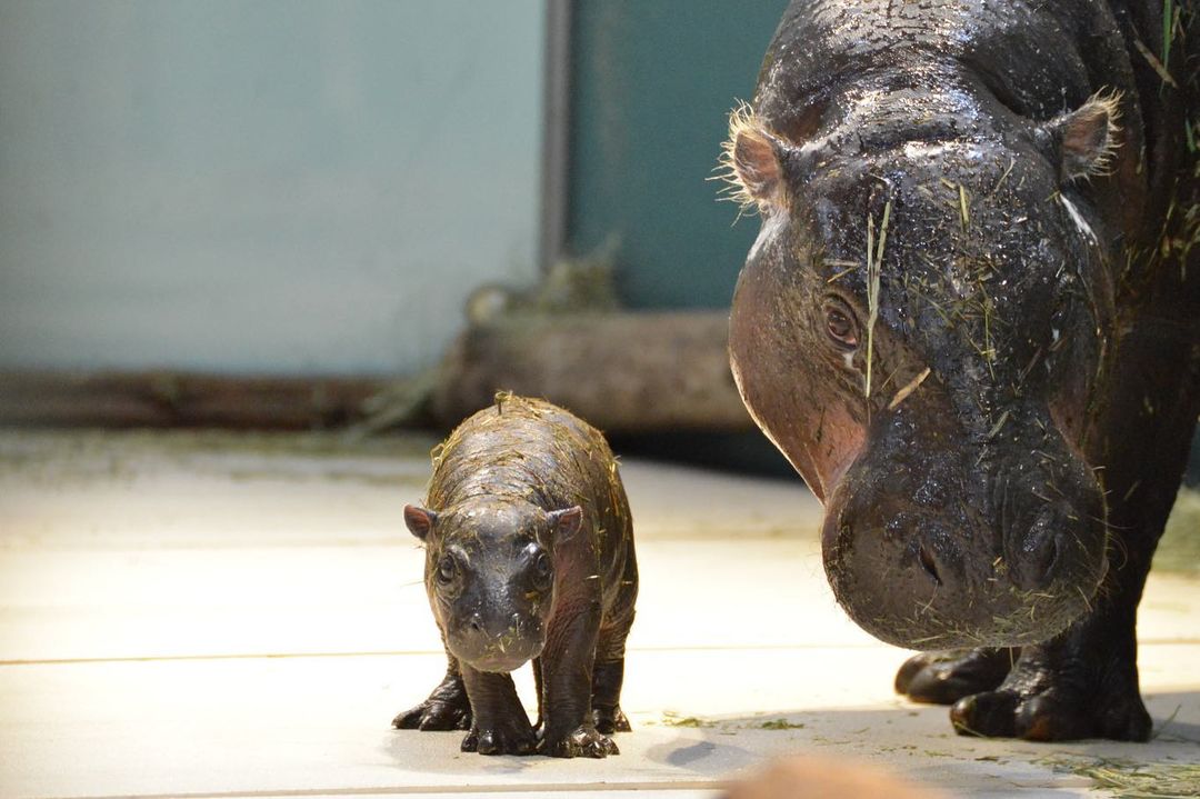 Moto Moto, el emblemático hipopótamo pigmeo de Buin Zoo fue donado a Japón  