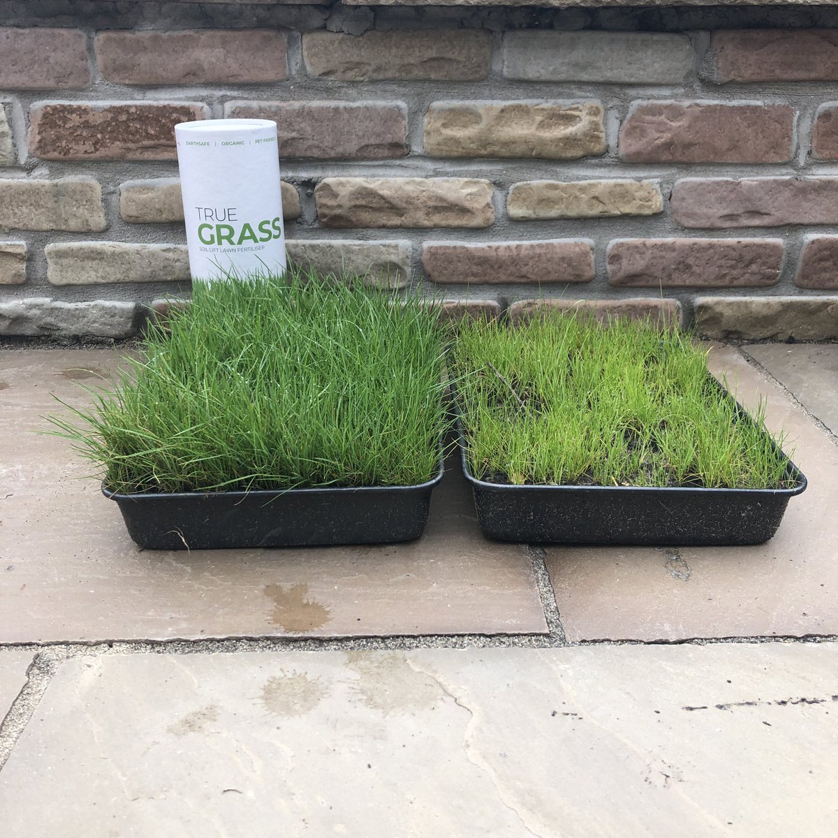 truegardenrange's tweet photo. Do you remember our post on the 26th May? Look at the difference True Grass has made now! 
#earthsafe #vibrantlawn @LawnAssociation https://t.co/58BMJ3R75O